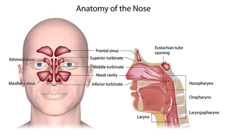 Sinusitis Pressure Relief In Bellmore , NY - Bellmore Acupuncture Clinic